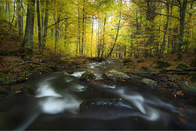 Fotomurales vinilo río naturaleza en otoño